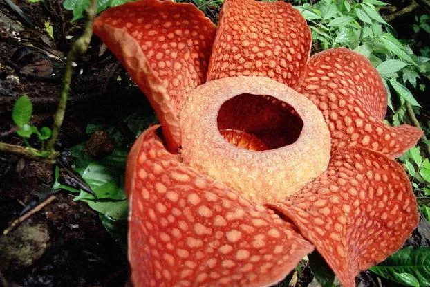 rafflesia