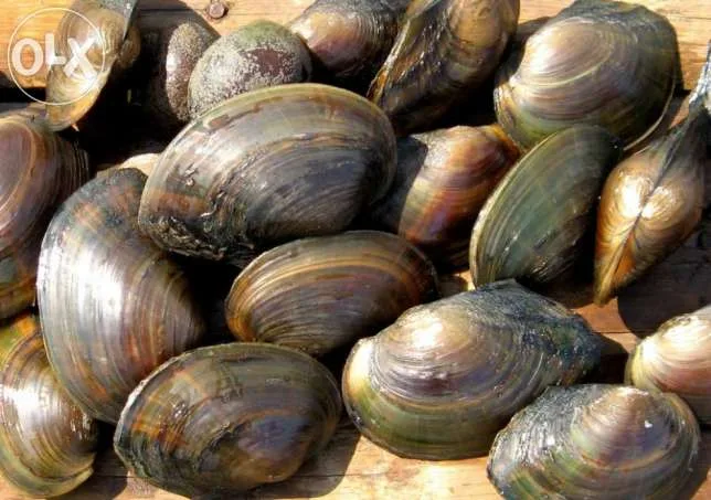 siput kijing