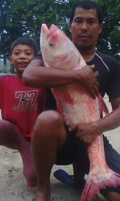 ikan tongsan