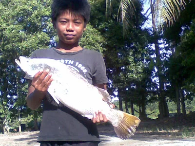 ikan dalam sungai perak