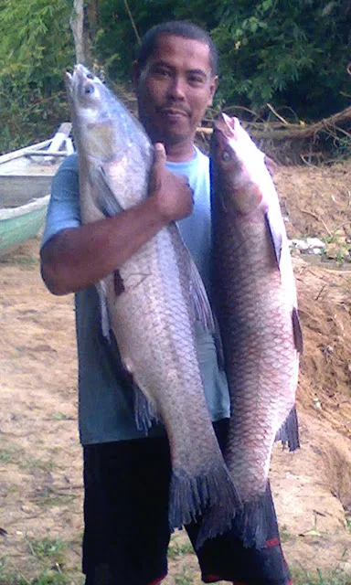 ikan tongsan dan tidak tahu