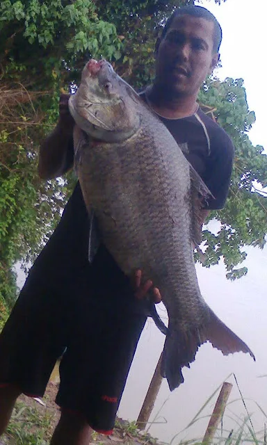 ikan dalam sungai perak