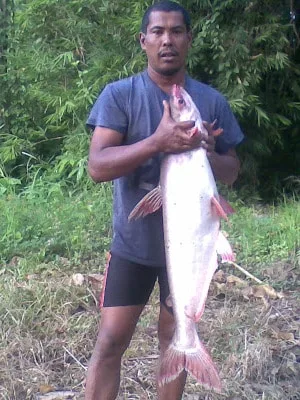 ikan dalam sungai perak