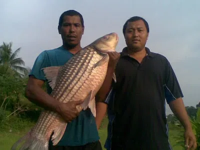 ikan dalam sungai perak