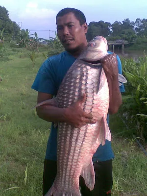 ikan dalam sungai perak