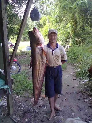 ikan dalam sungai perak