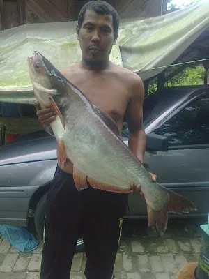 ikan dalam sungai perak
