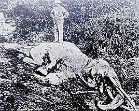 gajah mati