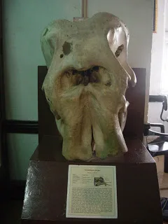 tengkorak gajah mati