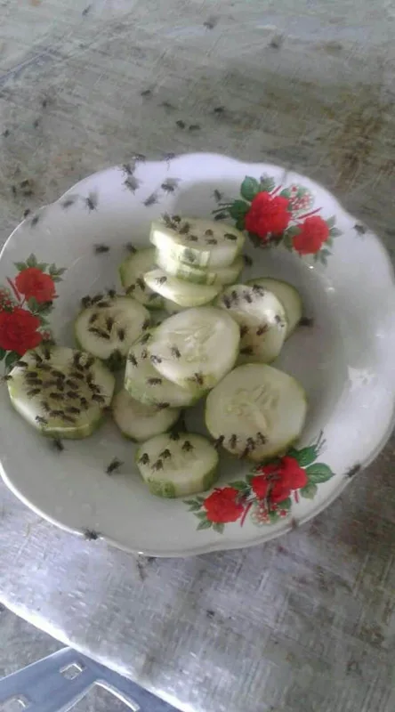 serangan lalat