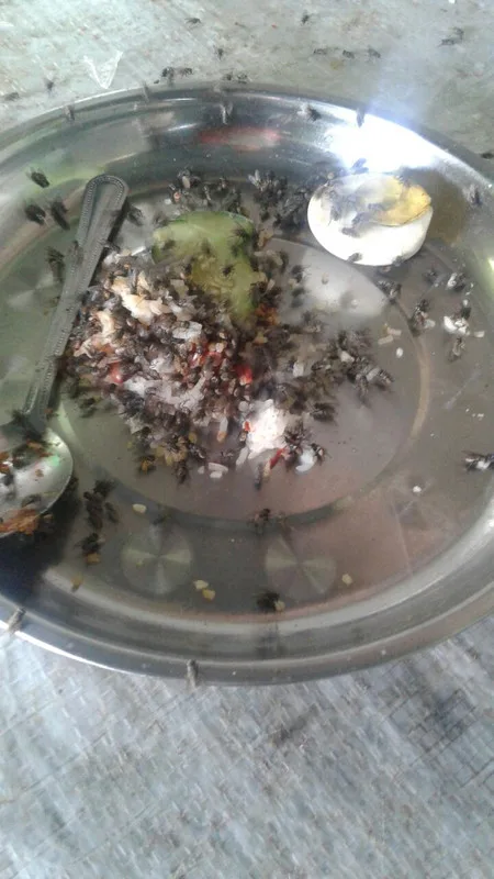 serangan lalat