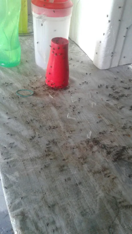serangan lalat