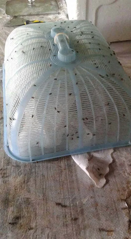 serangan lalat