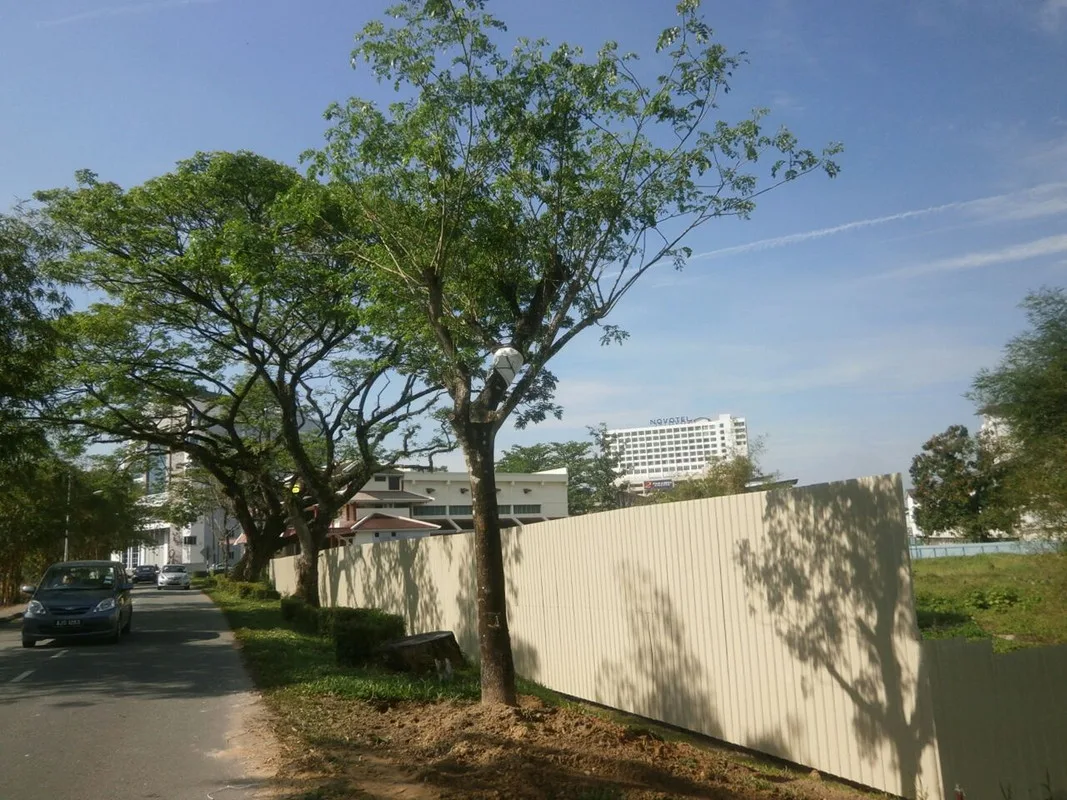 pokok hujan 3