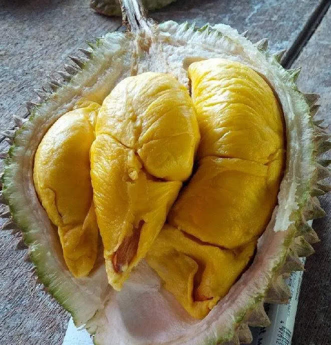 Durian Sold by Weight, A First in Kampung Gajah History