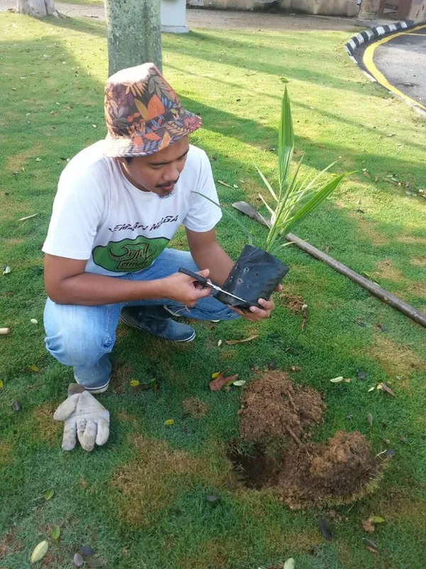 Usahawan Pokok Kurma Di Chemor
