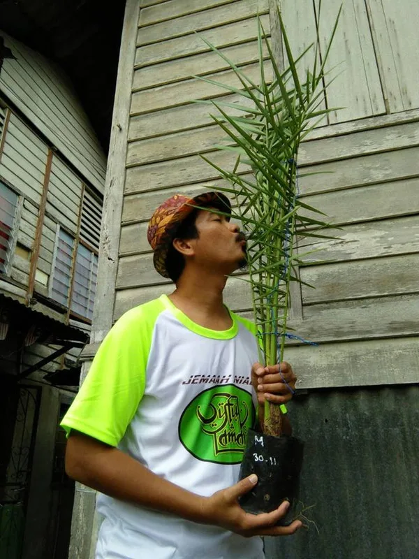 Usahawan Pokok Kurma Di Chemor