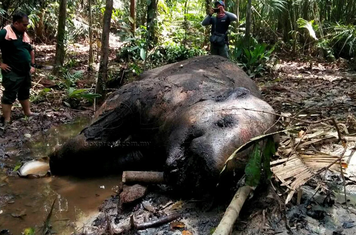 Pemburu Gajah Di Hutan Gerik Tumpas