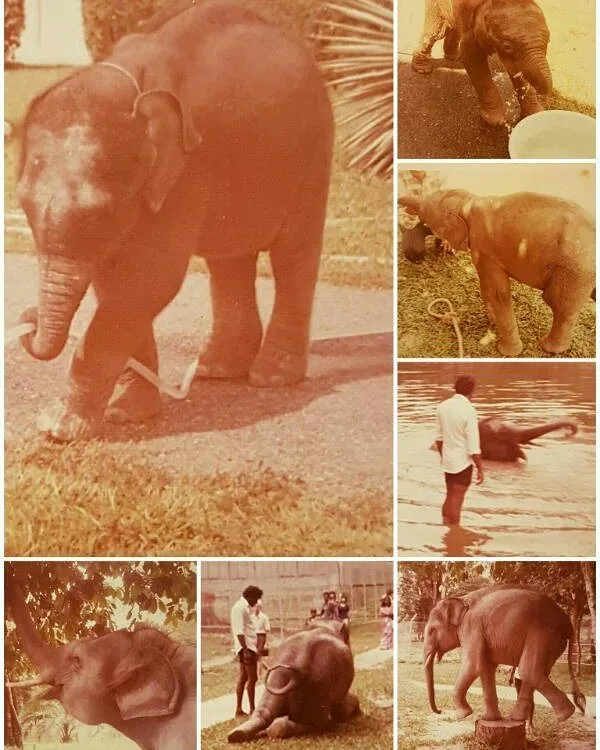 Kitab Pemeliharaan Gajah Di Hulu Perak
