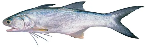 ikan kurau