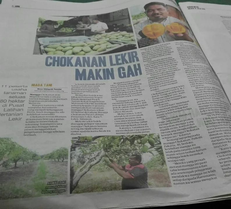 Mangga Chokanan Di Lekir, Perak Setanding Mangga Harum Manis