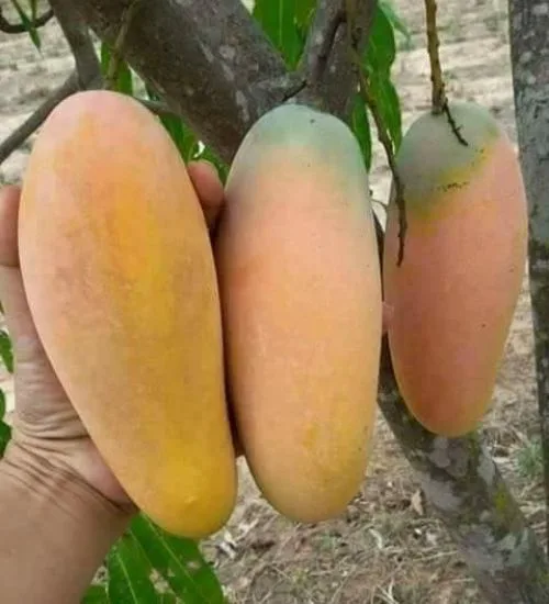 Mangga Chokanan Di Lekir, Perak Setanding Mangga Harum Manis