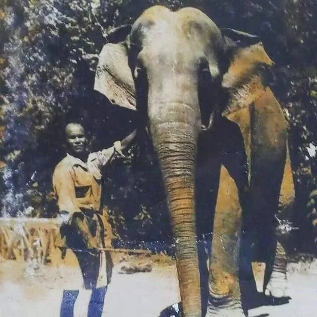 pengembala gajah