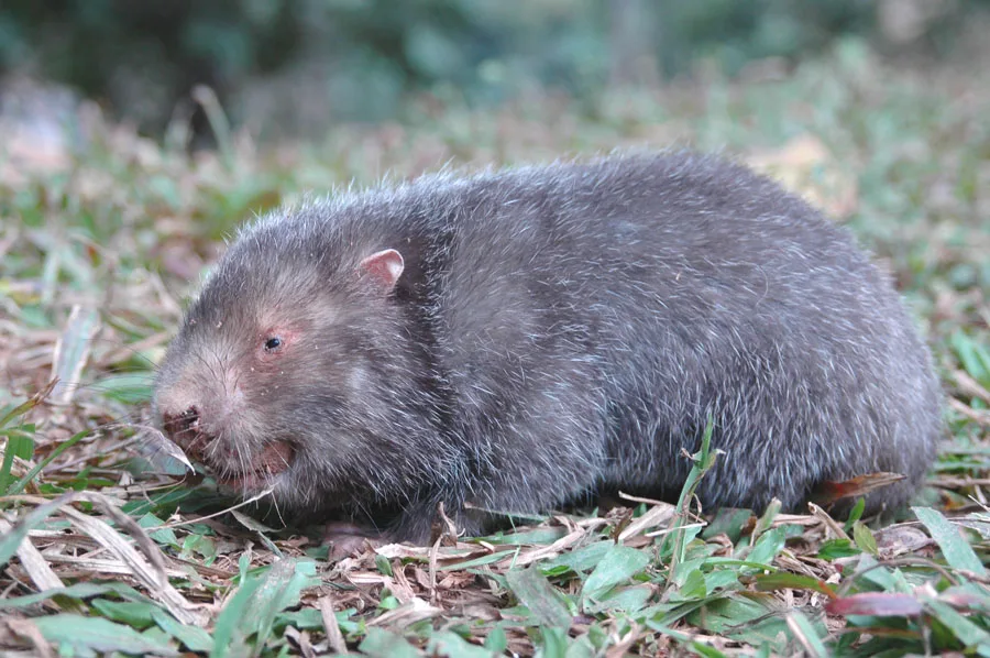 large bamboo rat