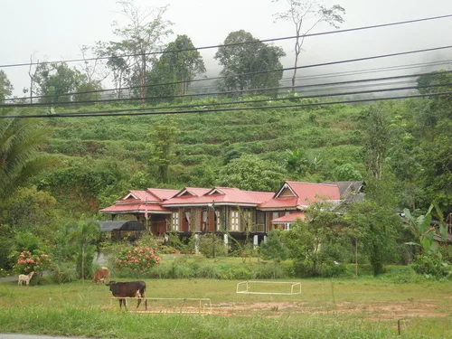 kurenai