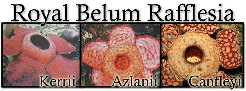 3 spesis rafflesia