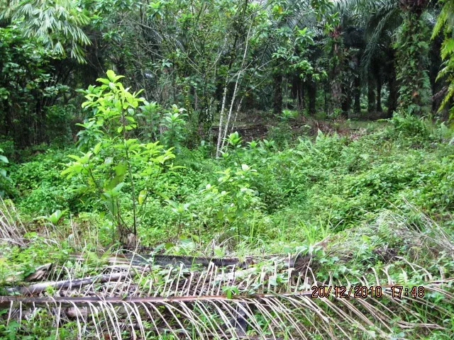 Kisah Lagenda Kolam Buaya Emas Di Telok Bakong, Bota