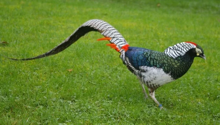 Nama Kampung Ulu Kuang, Chemor Sempena Nama Burung Tercantik Di Dunia