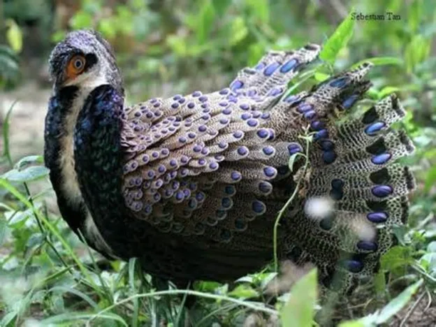 Nama Kampung Ulu Kuang, Chemor Sempena Nama Burung Tercantik Di Dunia