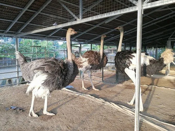 unta Disiniland Agrofarm And Resort