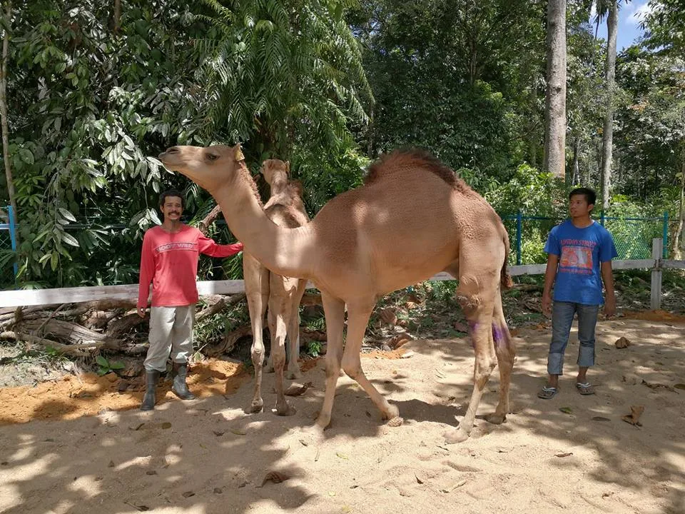 unta Disiniland Agrofarm And Resort