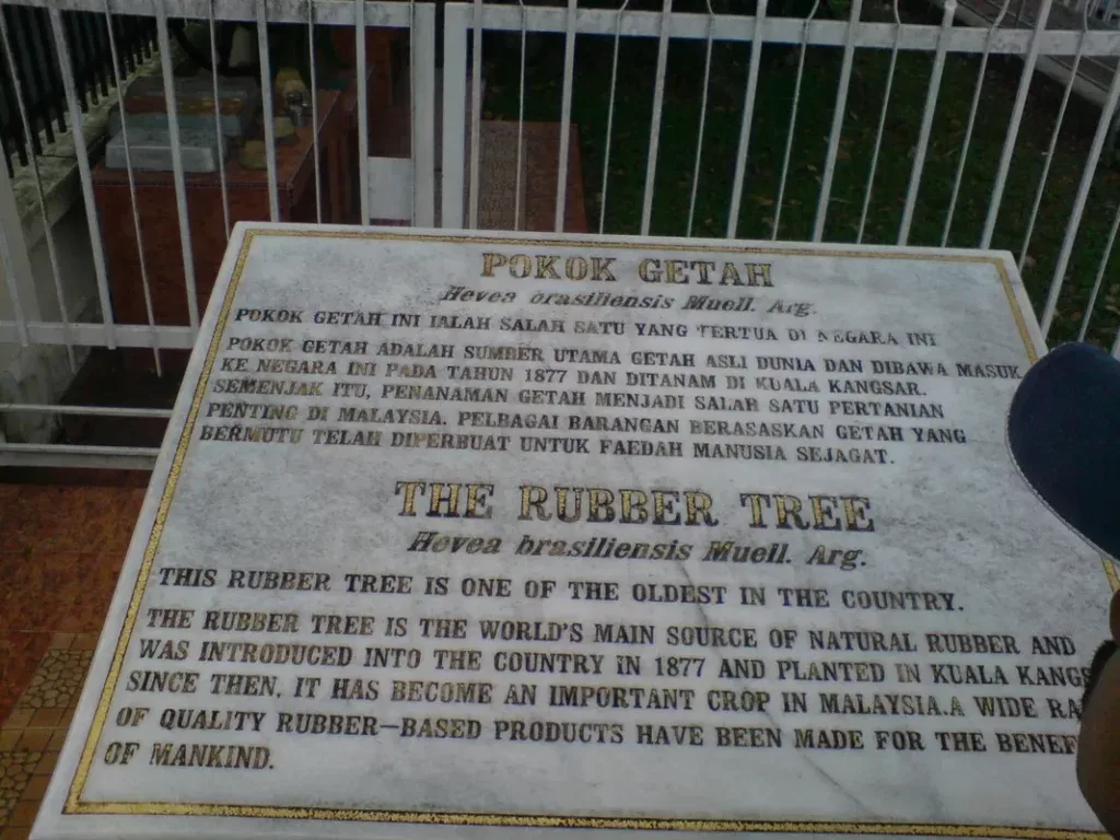 Pokok Getah Pertama di Malaysia