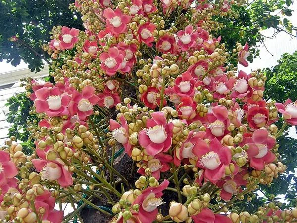 pokok peluru meriam
