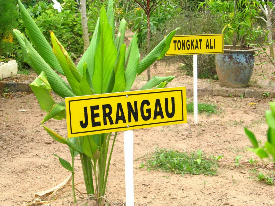 Taman Herba Papan Di Batu Gajah