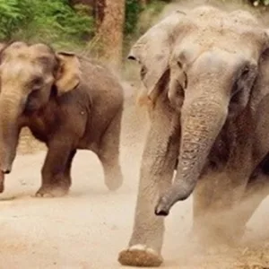 Kisah Dendam Gajah Kepada Manusia Di Hulu Perak