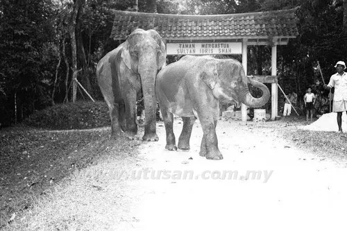 Kisah Dendam Gajah Kepada Manusia Di Hulu Perak
