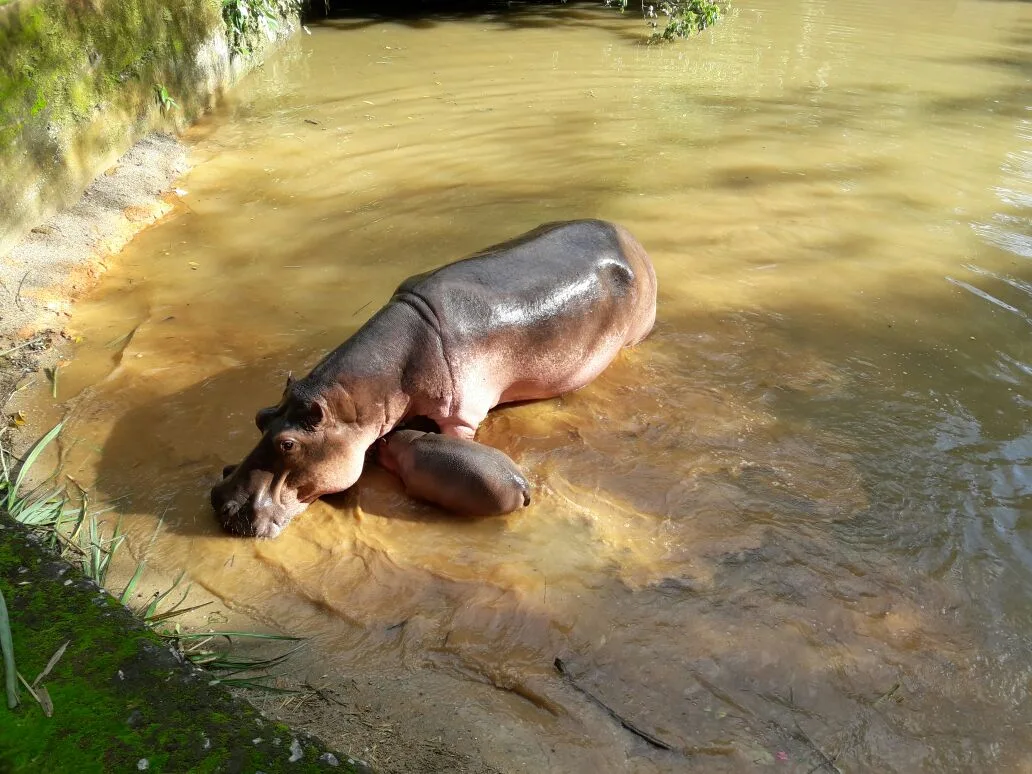 zoo taiping hippo calf