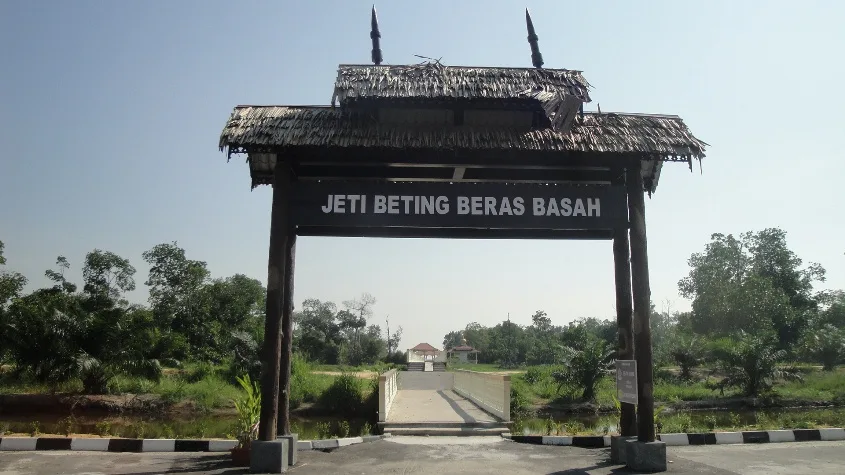 beting beras basah