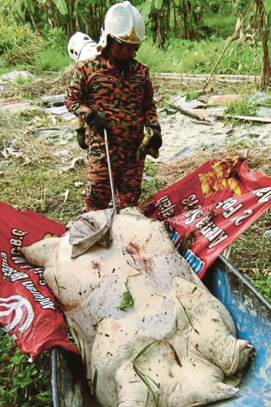 giant softshell turtle in Batu Gajah