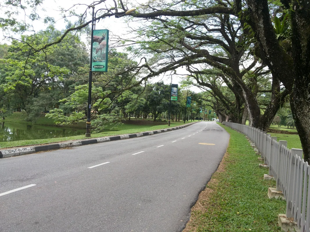 rain tree