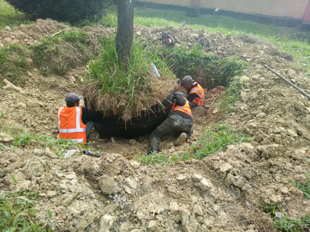 planting trees