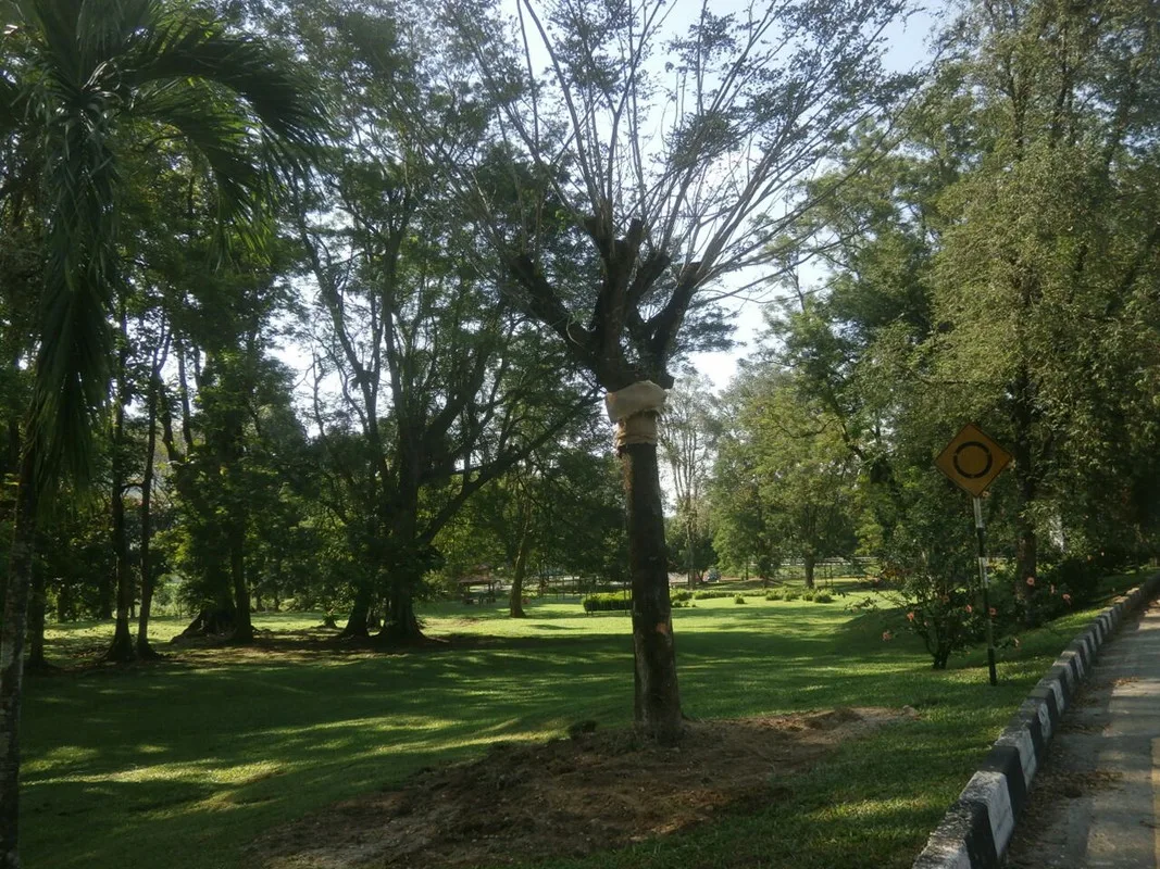 rain tree 2