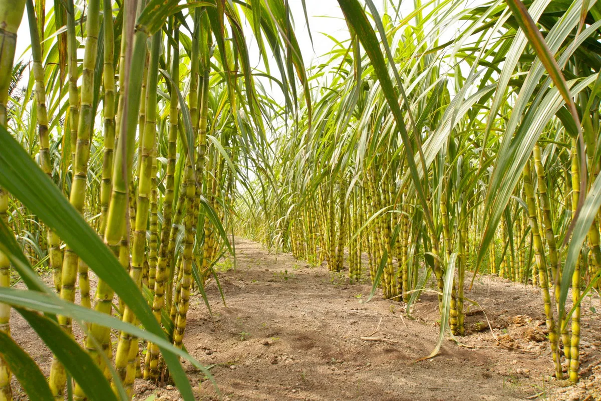 Sugarcane