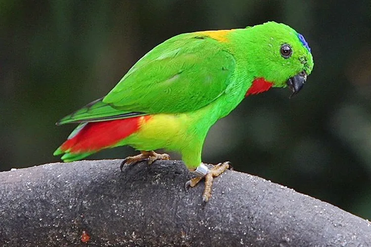 burung serindit