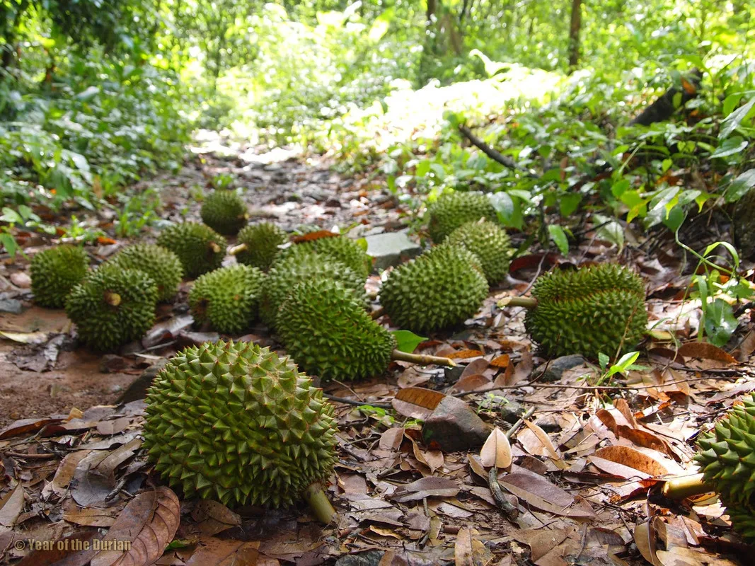 durian