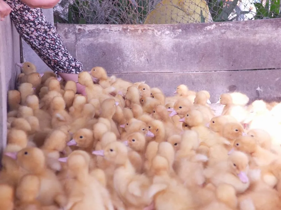 Malaysia's First Duck-Themed Holiday Resort in Trong